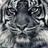 MrAlex005